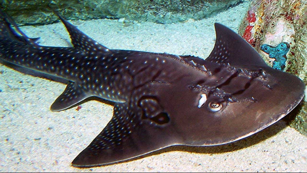 Shark Rays - Youtube