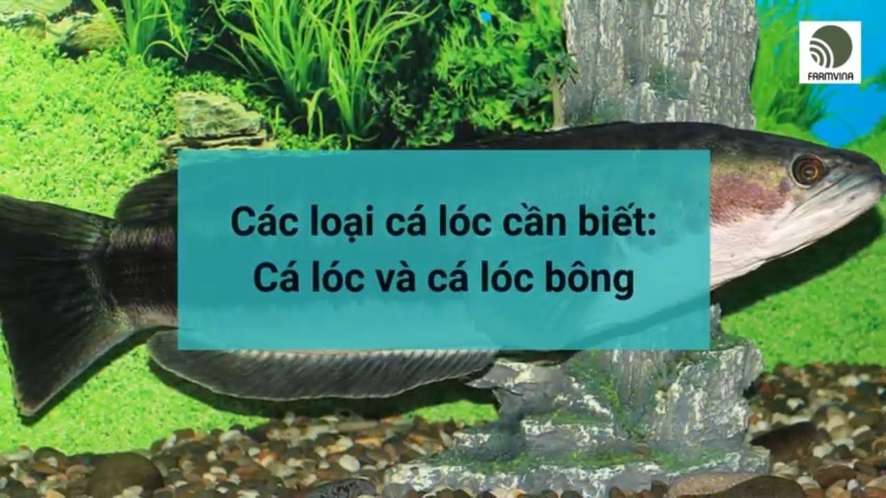 Các loại cá lóc cần biết: Cá lóc và cá lóc bông | Farmvina Nông Nghiệp