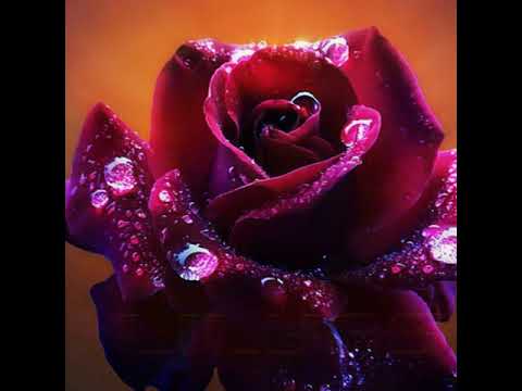 عزف بغلمة خليل اغنية خليل ابراهيم