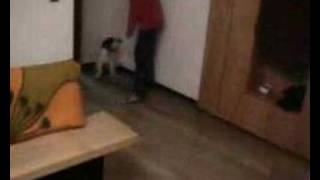 Ben Fox Terrier's Cup Final by Ben Foxterrier 5,790 views 17 years ago 1 minute, 3 seconds