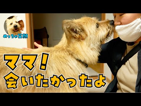 数時間ぶりにママに再会！パパとの時と違い笑顔で大喜びしてくれました！