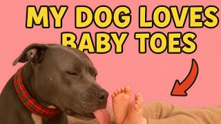 My Dog Loves Licking Baby Toe Beans Love Between A Dog And A Baby
