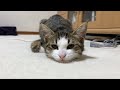 娘にスリスリしたい猫がかわいい