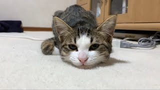 猫　かわいい