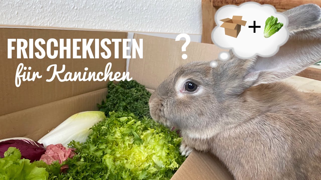 Frischekisten für Kaninchen? | Stupsnasenbande