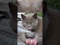 Кот поймал мышь Shorts кот мышь внезапно эпично кошкимышки Кот поймал мышь Shorts кот мышь внезапно эпично кошкимышки