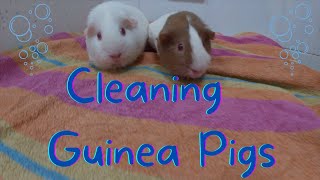 Cleaning Guinea pigs by Me and E-man 215 views 1 year ago 10 minutes, 8 seconds