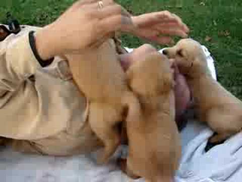6 week old golden retrievers playing and tackling