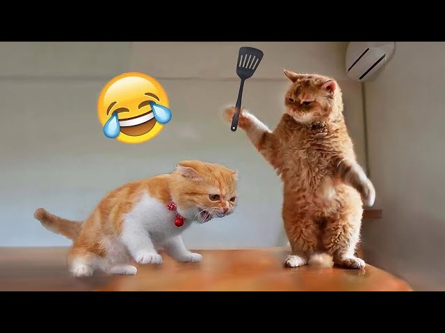 Funniest Cats and Dogs 🐶🐱 | Funny Animal Videos #35 class=