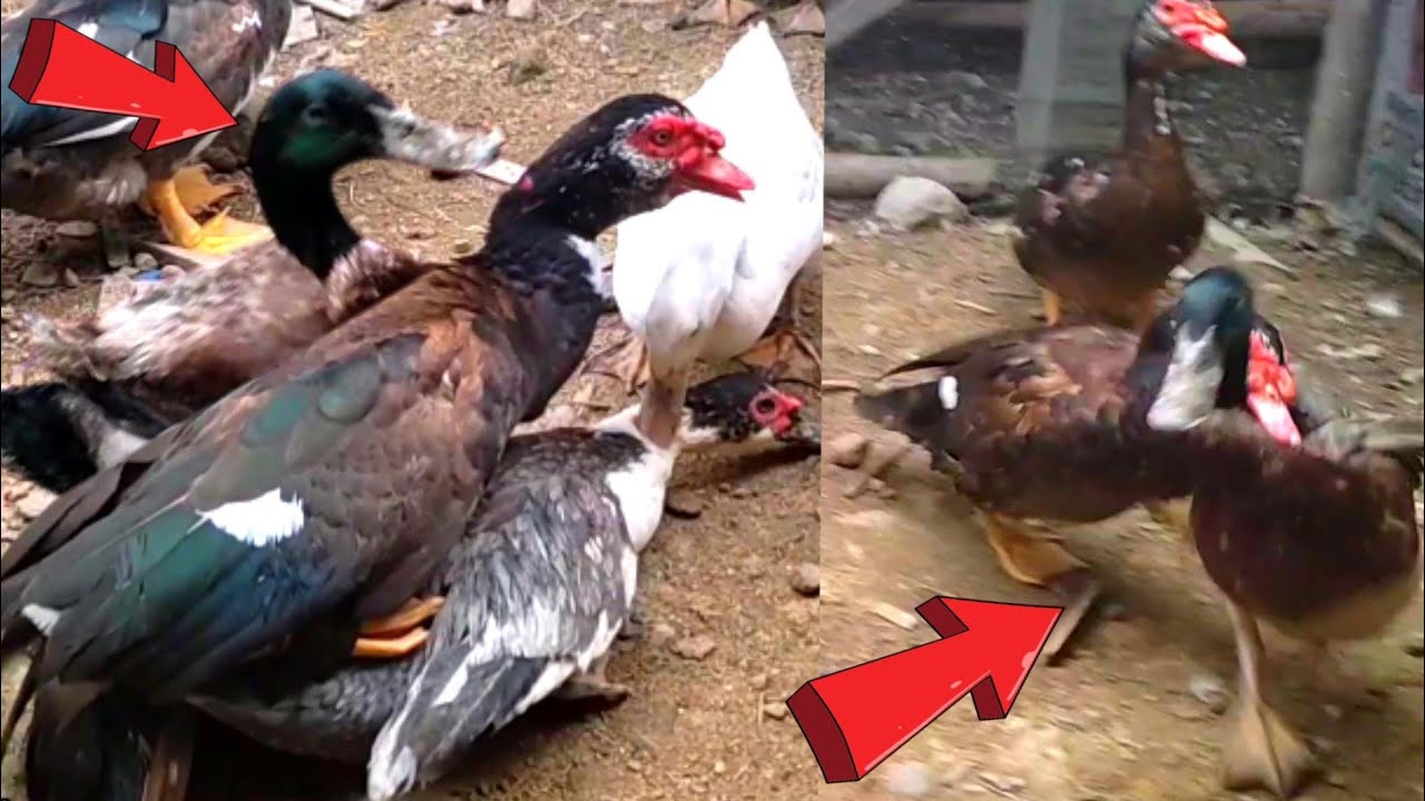 Momen Paling Lucu 3 Bebek Jantan Mengejar & Berebut Bebek Betina