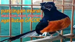 Pancingan MURAI BATU Muda Hutan, Stres, Macet Nyaut Cuma Hitungan Detik