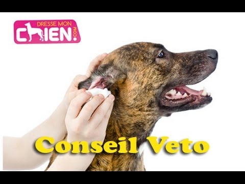 Nettoyer Les Oreilles Du Chien Eric Tramson - YouTube