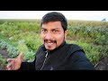 કાઠિયાવાડી ખાણી પીણી ની મોજ | Nikunj Vasoya Farm Tour Khijadiya Jamnagar Gujarat