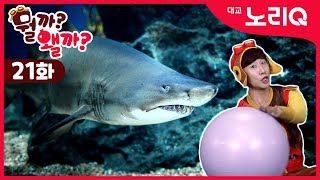 (CC) 하와이로 튼튼여행을 떠나보자 | 어린이홈트 | 운동따라하기 | 성장기운동 | 뭘까왤까 21회 screenshot 2