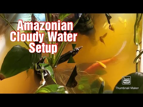 AMAZONIAN CLOUDY WATER SETUP I NEEDS CLEANING - YES/NO?