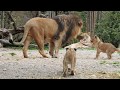 閲覧注意！　ヌートリアを咥えていく父ライオンとじゃれるライオンの子　Kalahari lion　2017 0404