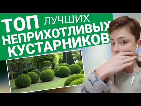 💥САМЫЕ ЛУЧШИЕ НЕПРИХОТЛИВЫЕ