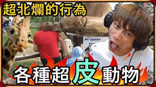 【Ru儒哥】超北爛的行為 ! ! 世界各地超皮的動物🤣🤣既恐怖又好笑，動物居然比我這隻猴王還G8🔥🔥【動物大集合】