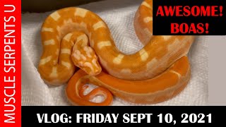 Celebrity UNIQUE BOAS & SCALELESS ALBINO BALL PYTHON CLUTCH! 9-10-21 Wealth
