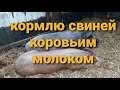 КАК РОСТУТ СВИНЬИ НА КОРОВЬЕМ МОЛОКЕ, МЕНЯЮ РАЦИОН КОРМЛЕНИЯ.