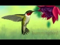 Insect and Animal Characteristics Quiz