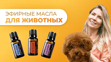Эфирные масла для животных I Ксения Шардт I Ароматерапия