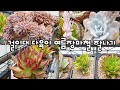 본격장마시작 장마시주의점 및 여름물주기(ft 다육키우기) Succulents