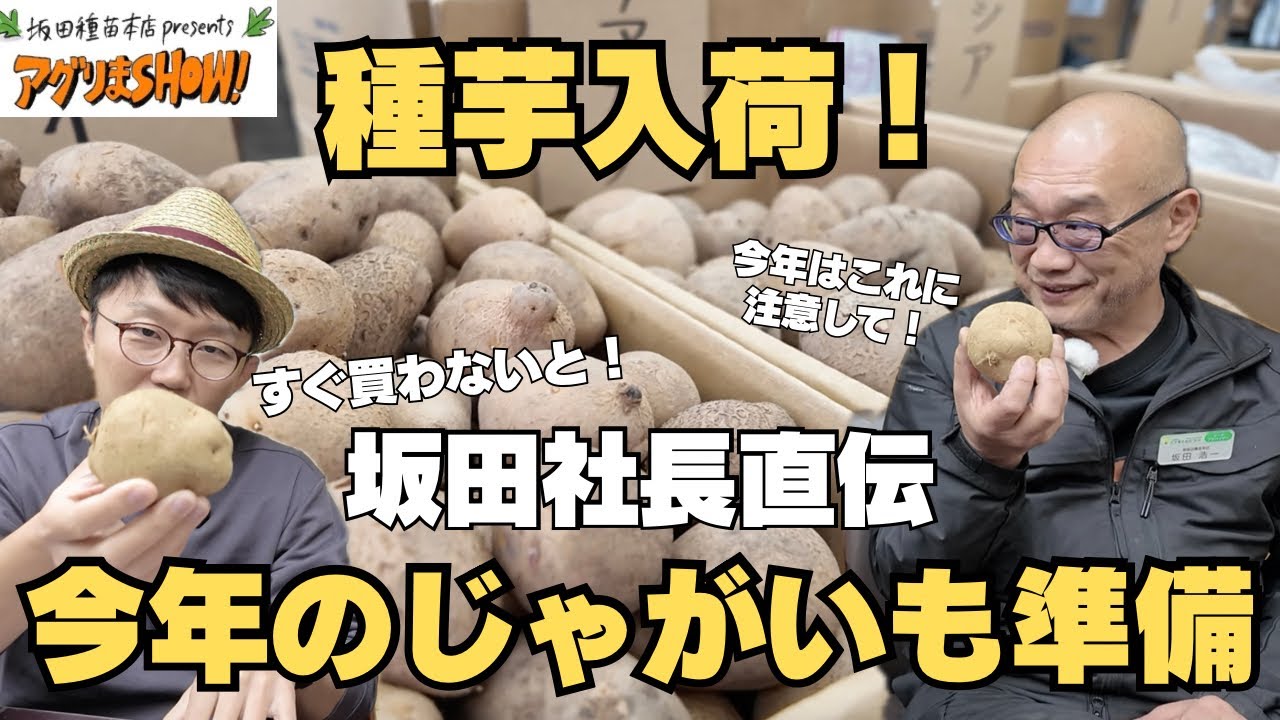 Seed potatoes in stock] If you want to grow potatoes, master seed