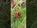 Дуэт сосны и свежей берёзки 💚🌿