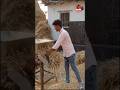 #Shorts 🌾 भूसा काटने वाली देसी मशीन का कमाल 😲 #Farming #Machine