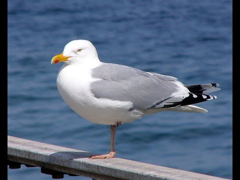 Gulls ( Seagulls ) | How Nature Works: Gull Territoriality | Short ...