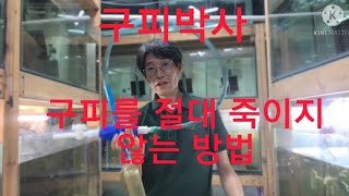 구피박사가 알려주는 구피 절대로 죽이지 않는 방법