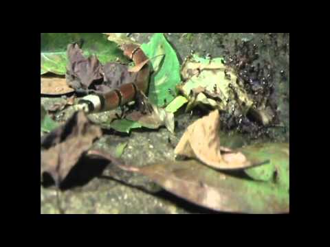 MacClelland's Coral Snake