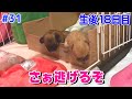 【生後18日目】脱走しようとする仔犬たち。