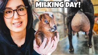 The babies are NOT happy  (First day milking the mamas!)