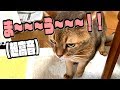 コワモテな猫の鳴き声があまりにも子猫すぎる