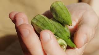 Beneficios de las verduras de okra y consejos saludables: aquí están los consejos más atractivos by Canal Vida Saludable 2,483 views 3 weeks ago 3 minutes, 16 seconds