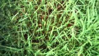 New Miracle-Gro Patch Magic Dog Spot Repair