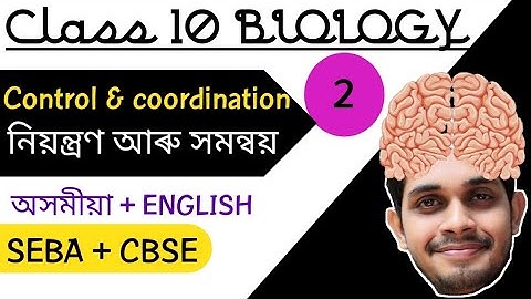 Control and coordination class 10 । Assamese । Human brain । মস্তিষ্ক ।
