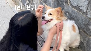 A puppy who likes her friend more by 나는 마리야 I am Marie! 25,233 views 1 year ago 3 minutes, 44 seconds