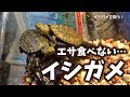 【緊急事態!？】初めてイシガメを飼ったんだけど…