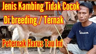 Ciri Ciri Kambing Yang Kurang Bagus Di Ternak / Breeding