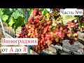 Виноградник с НУЛЯ. С чего НАЧАТЬ. Основные ОШИБКИ. Часть №6