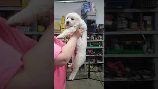 golden retriever puppy "Promise" Volhard temperament test at 7 weeks