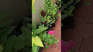 @ShafikulGarden മുളക് #mulan #fruit #nature greenchilly #ihavethis #lifeisbutadream #tastybud