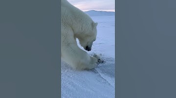 🐻‍❄️ Polar Bear Mom Rescues Frozen Fox Pup! | Heartwarming Arctic Rescue ❄️ #PolarBearRescue