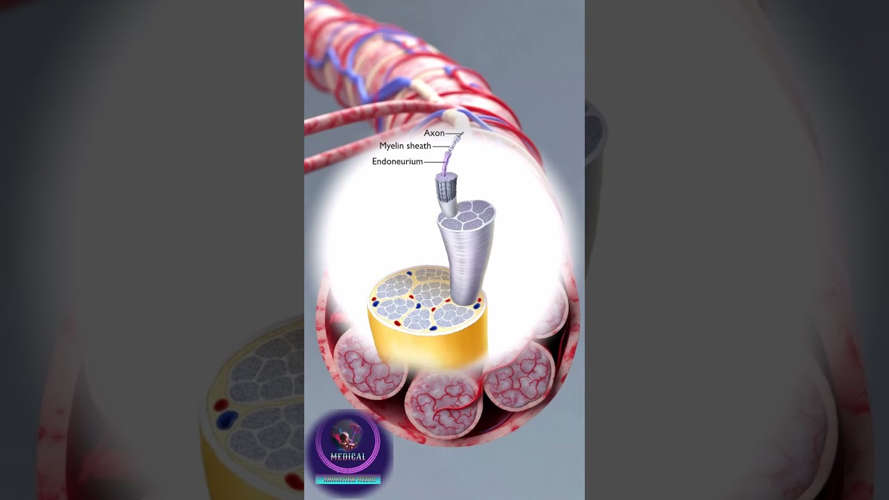 Inside a Peripheral Nerve: Axons, Myelin, and Connective Tissue Layers