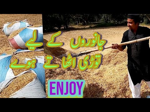 village-life-in-pakistan-punjab-|-amazing-views-punjab|