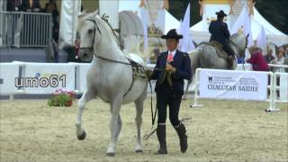 Спасская башня 2015.Andalusian horse.Андалузская лошадь. Спасская башня 2015.Andalusian horse.Андалузская лошадь.