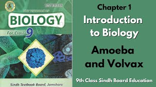 Amoeba and Volvox - Chapter 1 - Introduction to Biology - 9th Class Sindh Board